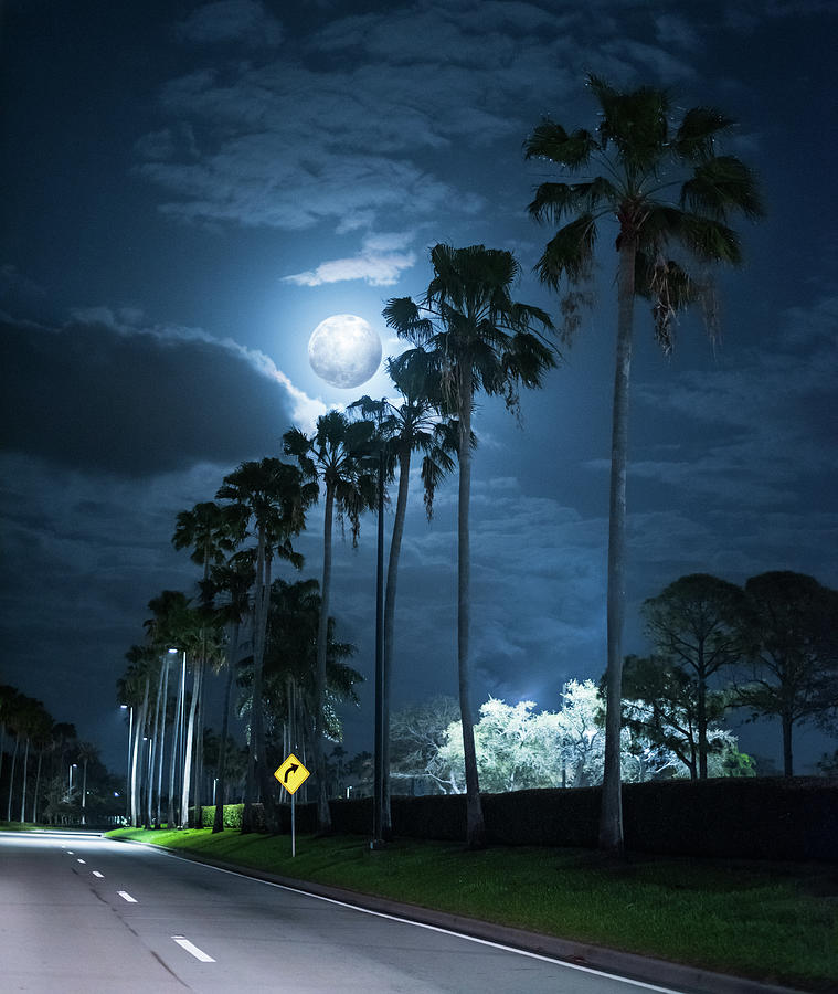 Night Palms and Super Moon Photograph by Laura Fasulo