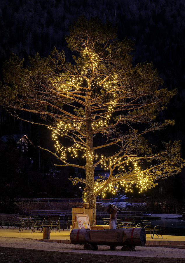 Night Pine Photograph
