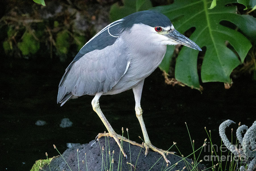 eastern night prowler