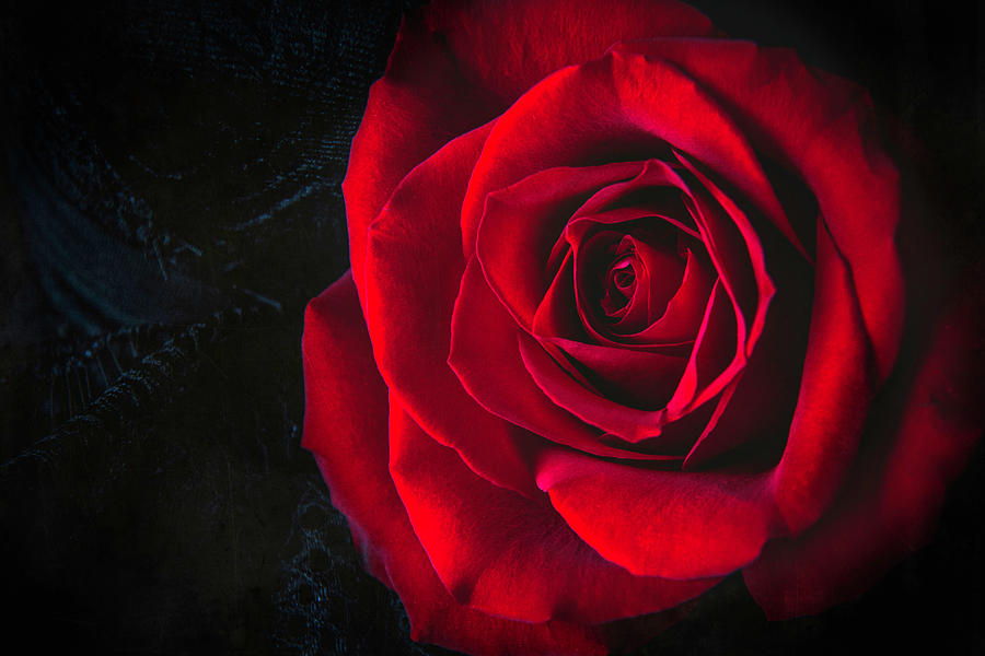 Night Rose Photograph by Cindi Ressler