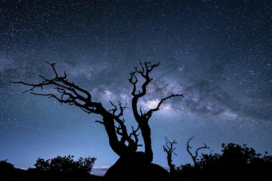 Night sky The Milky Way Galaxy and Dead Tree Mauna kea Big island ...