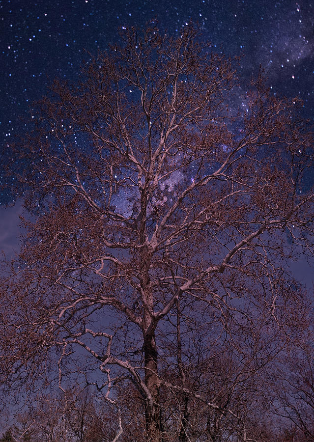 Night Sky Tree Photograph by Russ Considine