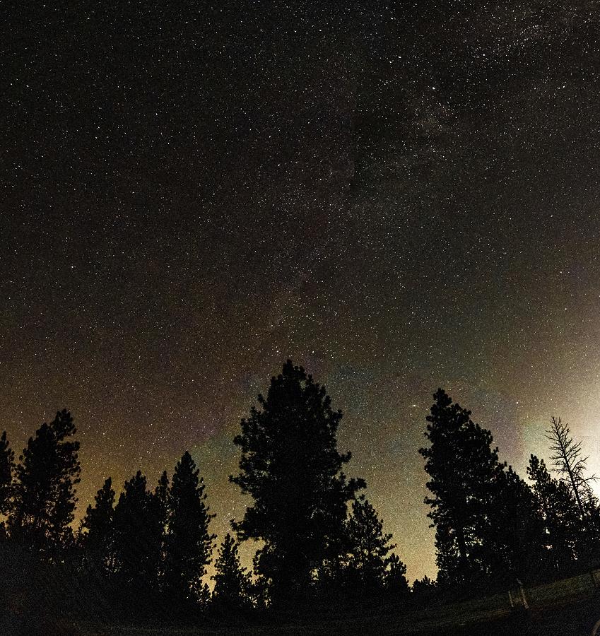 Night Starry Sky With Milky Way Ove Pine Trees Photograph by Alex Grichenko
