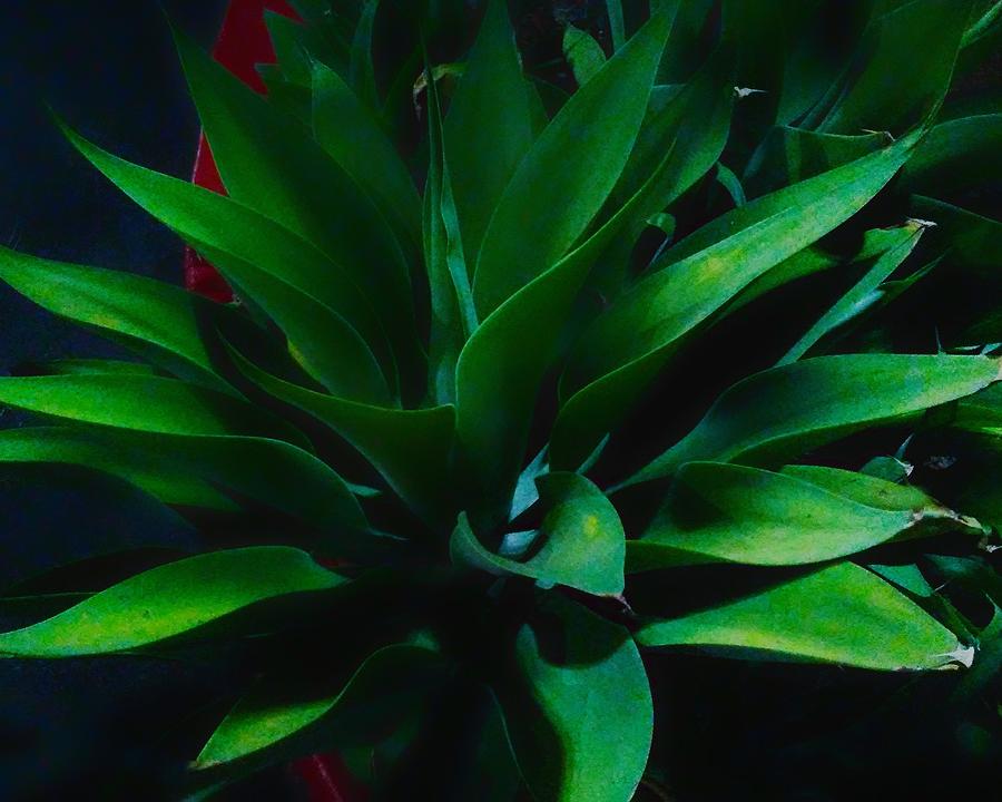 Night Succulent Photograph by Andrew Lawrence