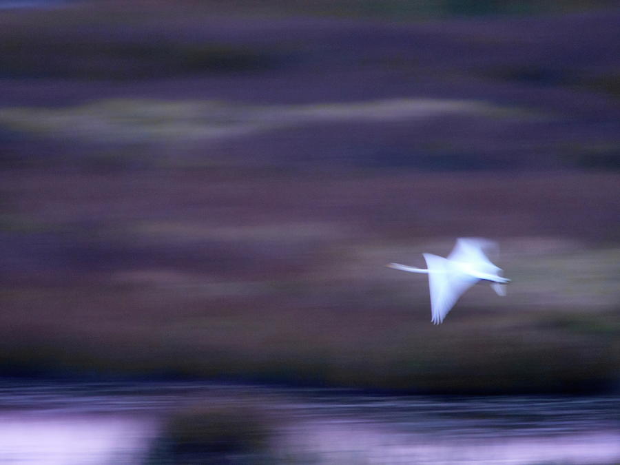 Night time fly. Whooper swan Photograph by Jouko Lehto