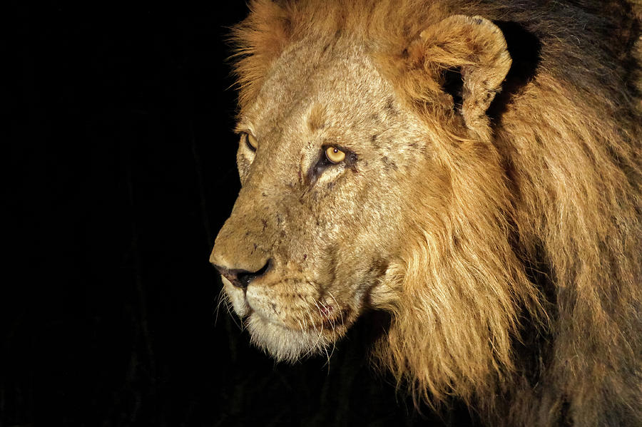 Night Time Lion Photograph by MaryJane Sesto