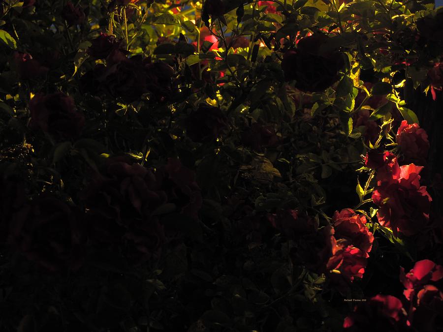 Night Time Roses Photograph by Richard Thomas