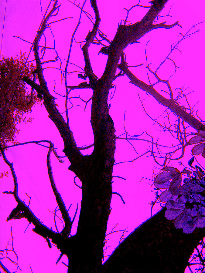 Night Tree #36 Digital Art