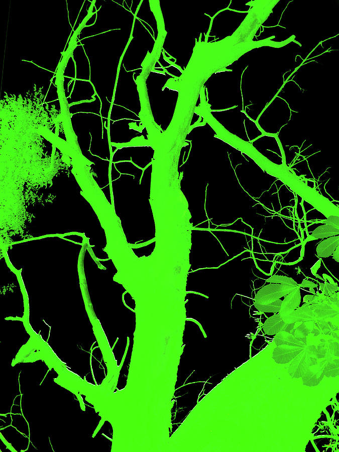 Tree Digital Art - Night Tree #38 by Manos Chronakis