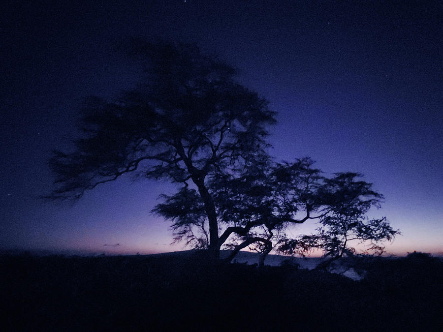 Night Tree Photograph by Mark Norman