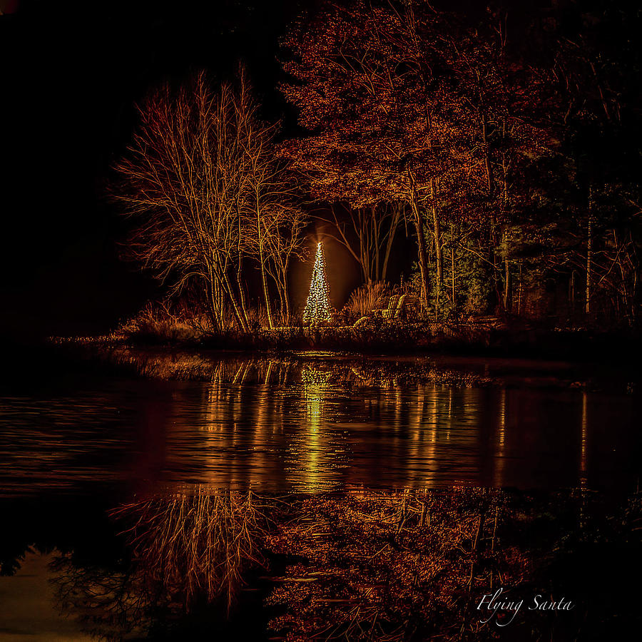  Night Tree Photograph by William Bretton