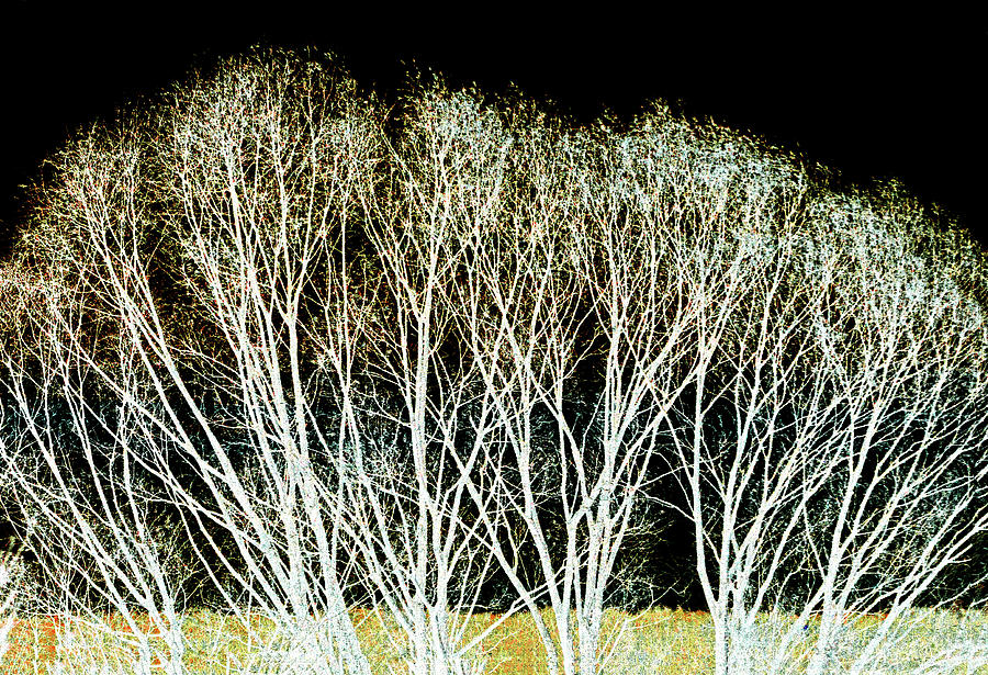 Night Trees Photograph by Ira Marcus