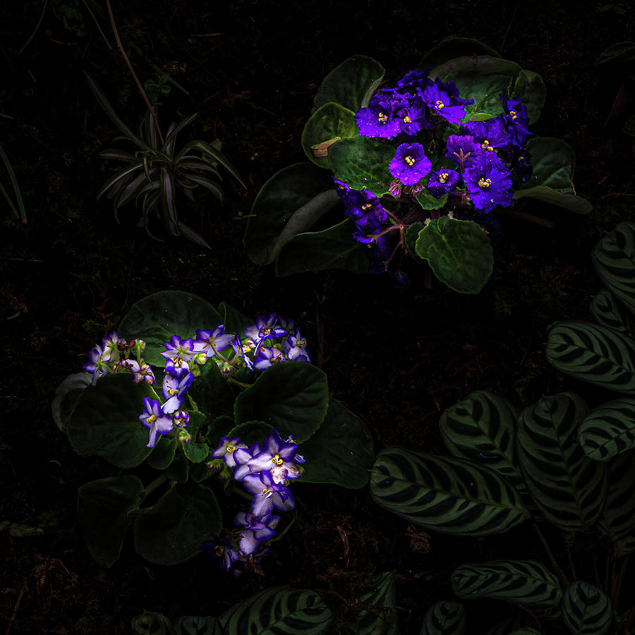 Night Violets Photograph