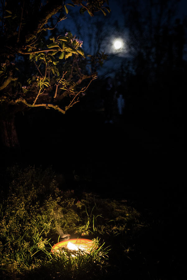 Night walk in the fruit grove Photograph by Tom Van den Bossche