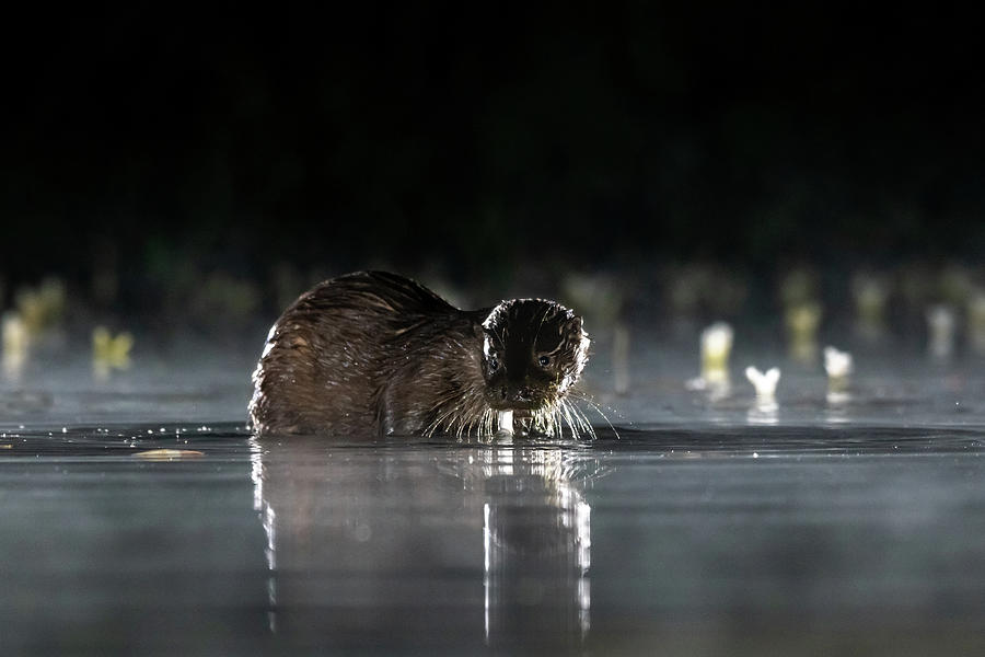 Nightime Otter Photograph by Mark Hunter
