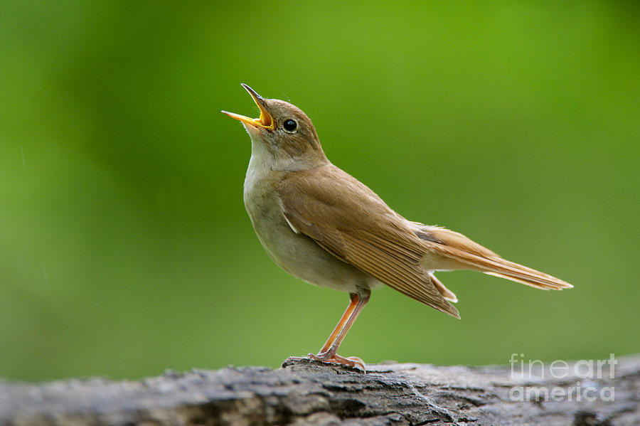 Nightingale Singing Photograph by Michael Durham