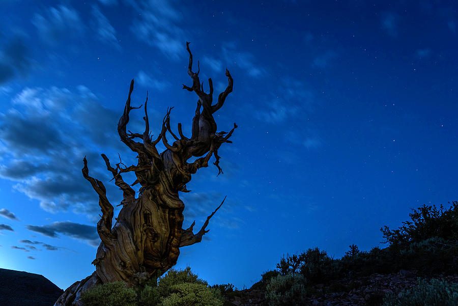 Nighttime at Bristlecone Pine Forest Photograph by Scott Cunningham