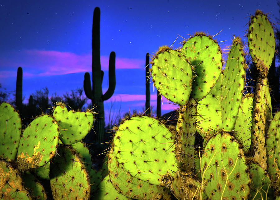 Nighttime in the Desert Photograph by Myles Togo - Fine Art America