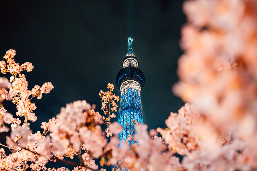 Nightview of Cherry Blossom and Sakura with Tokyo SkyTree in Japan. Photograph by Alvin Huang