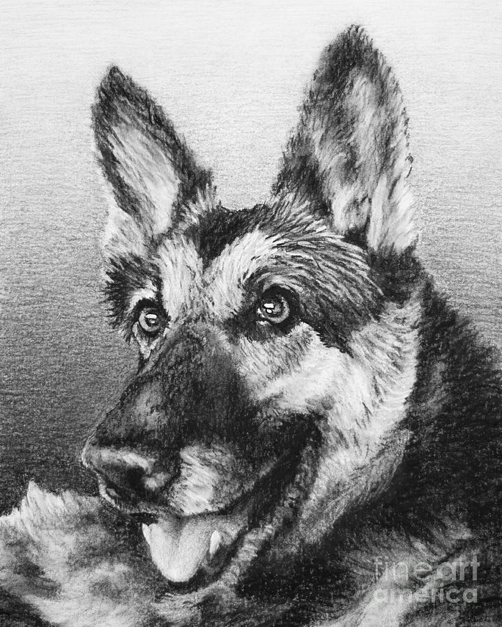 Nikita Drawing by Chad Keith - Fine Art America