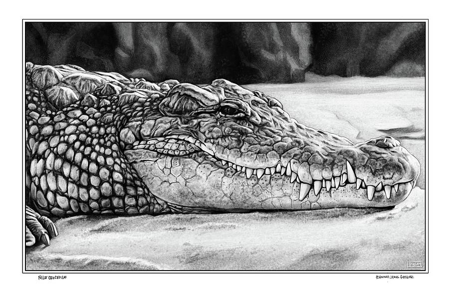 424 Crocodile Drawing Stock Photos, High-Res Pictures, and Images - Getty  Images