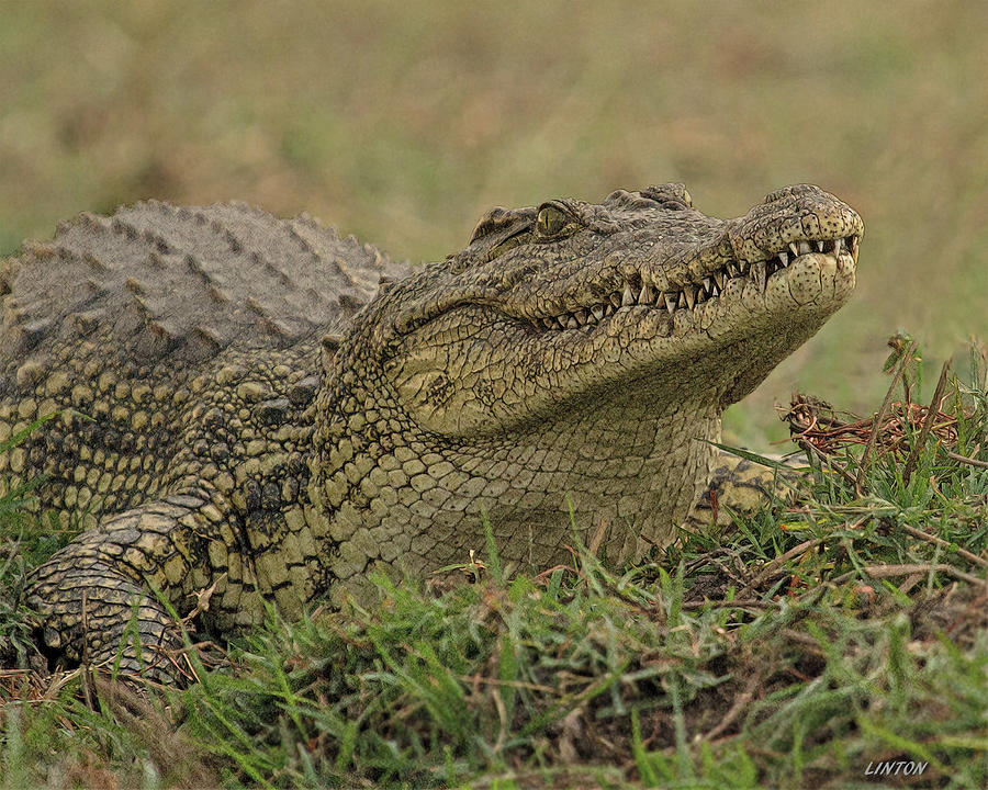 Nile Crocodile Cps Digital Art by Larry Linton