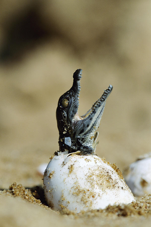Nile crocodile (Crocodylus niloticus) hatching, close-up Photograph by Anup Shah