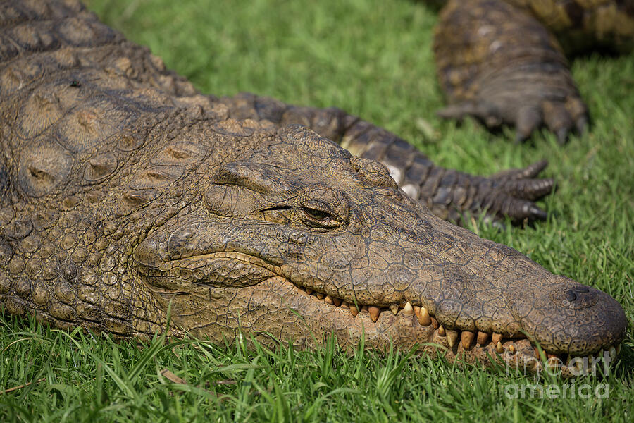 Wildlife Photograph - Nile Crocodile by Eva Lechner