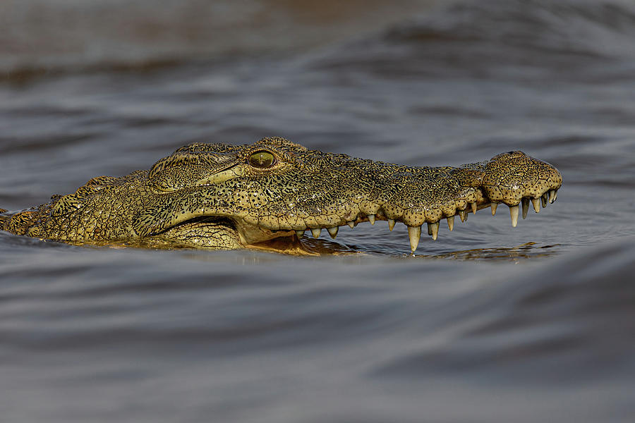 Nile Crocodile Photograph by James Capo