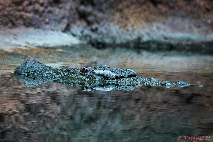 Nile Crocodile On The Prowl  Photograph by Rene Vasquez
