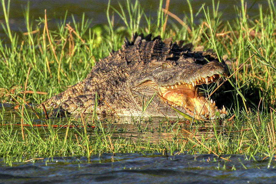 Nile Crocodile Smile Photograph by John Haldane | Fine Art America