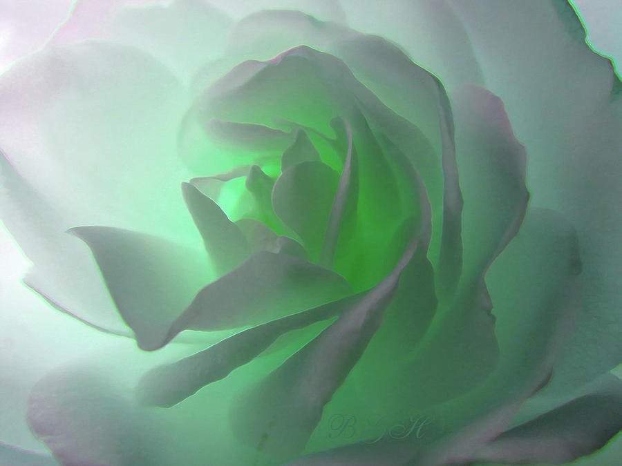 Nile Mist Green Glow White Rose - Floral Photographic Art - Rose Macro Photograph by Brooks Garten Hauschild