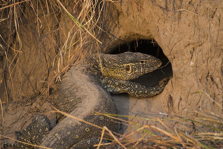 Nile monitor (Varanus niloticus) in front of hole in termite mound, Chobe National Park, Botswana Photograph by Gunter Lenz