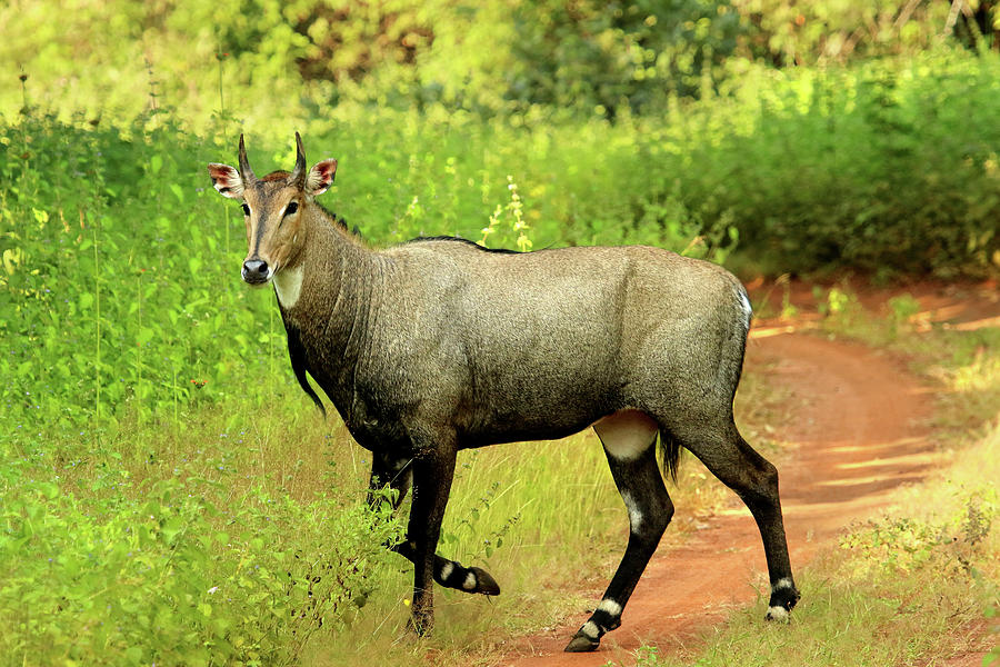 Nilgai or Blue Bull, Tadoba National Park Photograph by Muralidhar  Gopalakrishna - Pixels