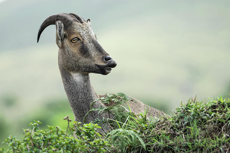Portrait of Nilgiri tahr Photograph by Puttaswamy Ravishankar Portrait of Nilgiri tahr Photograph by Puttaswamy Ravishankar