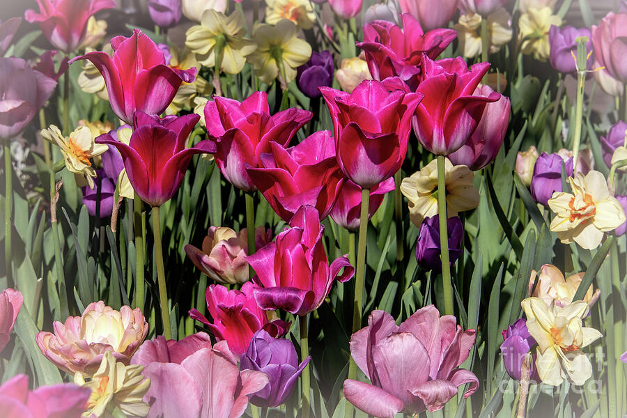 Nine Dark Pink Tulips - Springtime Flowers Photograph by Diana Mary Sharpton