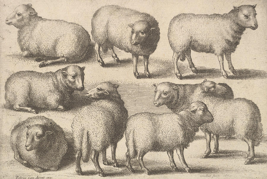 Nine Sheep Relief by Wenceslaus Hollar