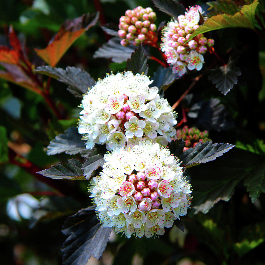 Ninebark Coppertini Photograph by Daniel Beard - Pixels