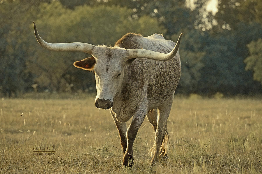 Nirvanas Spirit - longhorn cow Photograph by Cathy Valle