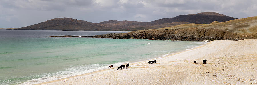 Nisabost Beach Cow Herd Isle of Harris Outer Hebrides Scotland Photograph by Sonny Ryse