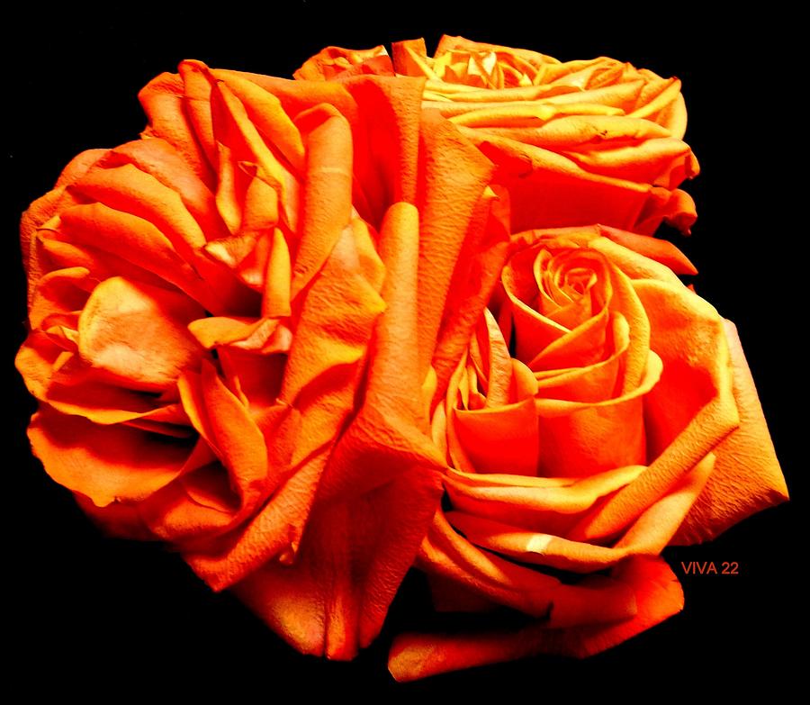 Nishas  Roses Photograph by VIVA Anderson