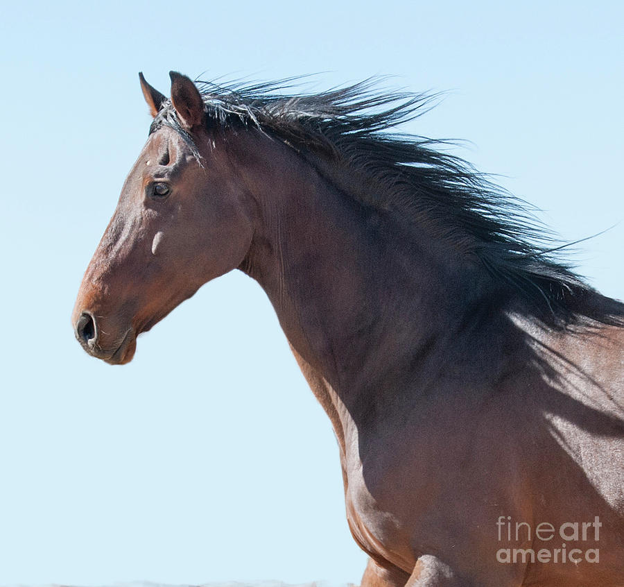 Nitro Thoroughbred Horse Photograph by Jody Miller