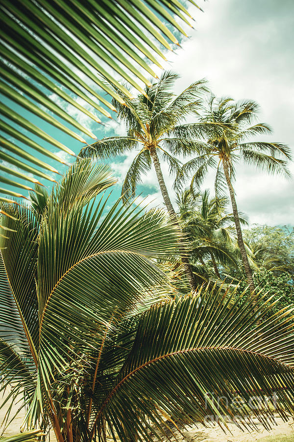 Niu Coconut Palm Trees Kihei Maui Hawaii Photograph by Sharon Mau