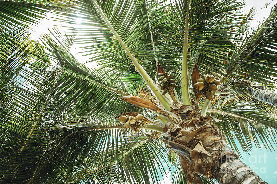 Niu Coconut Palm Trees Kihei Photograph
