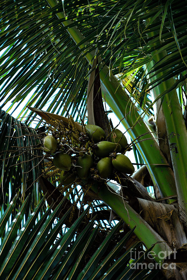 Niu Coconut Tree Kihei Maui Hawaii Photograph by Sharon Mau