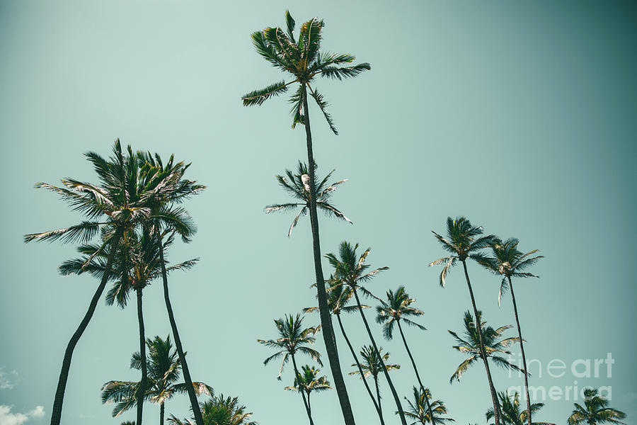 Niu Ololani Coconut Hawaii Tropical Palm Trees Photograph by Sharon Mau