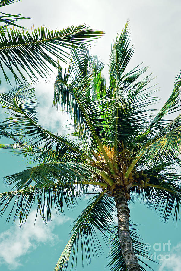 Niu Ololani Coconut Tree Hawaii Tropical Palm Trees Kaluaihako Photograph by Sharon Mau