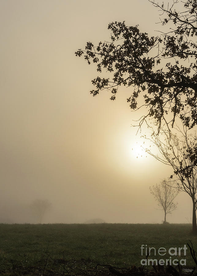 Nixa Country Foggy Morning Photograph by Jennifer White
