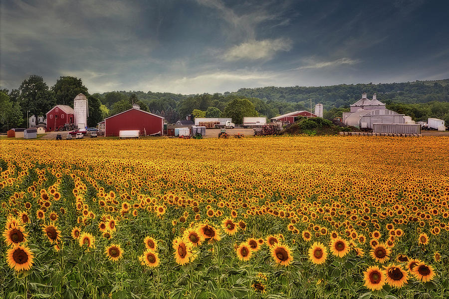 NJ Sunflower Farm  Photograph by Susan Candelario