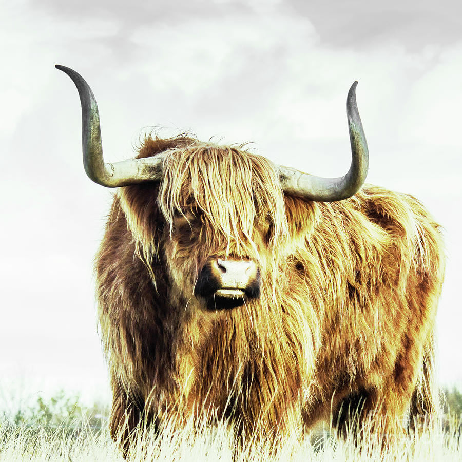 No Bull About It Shaggy Highland Bull Photograph by Nikki Vig
